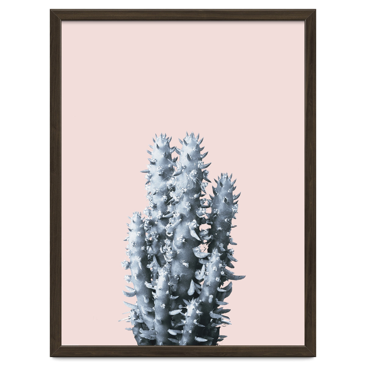 Cactus collection BL-III