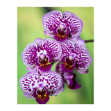 Orchidee Flower (Print Only) thumbnail