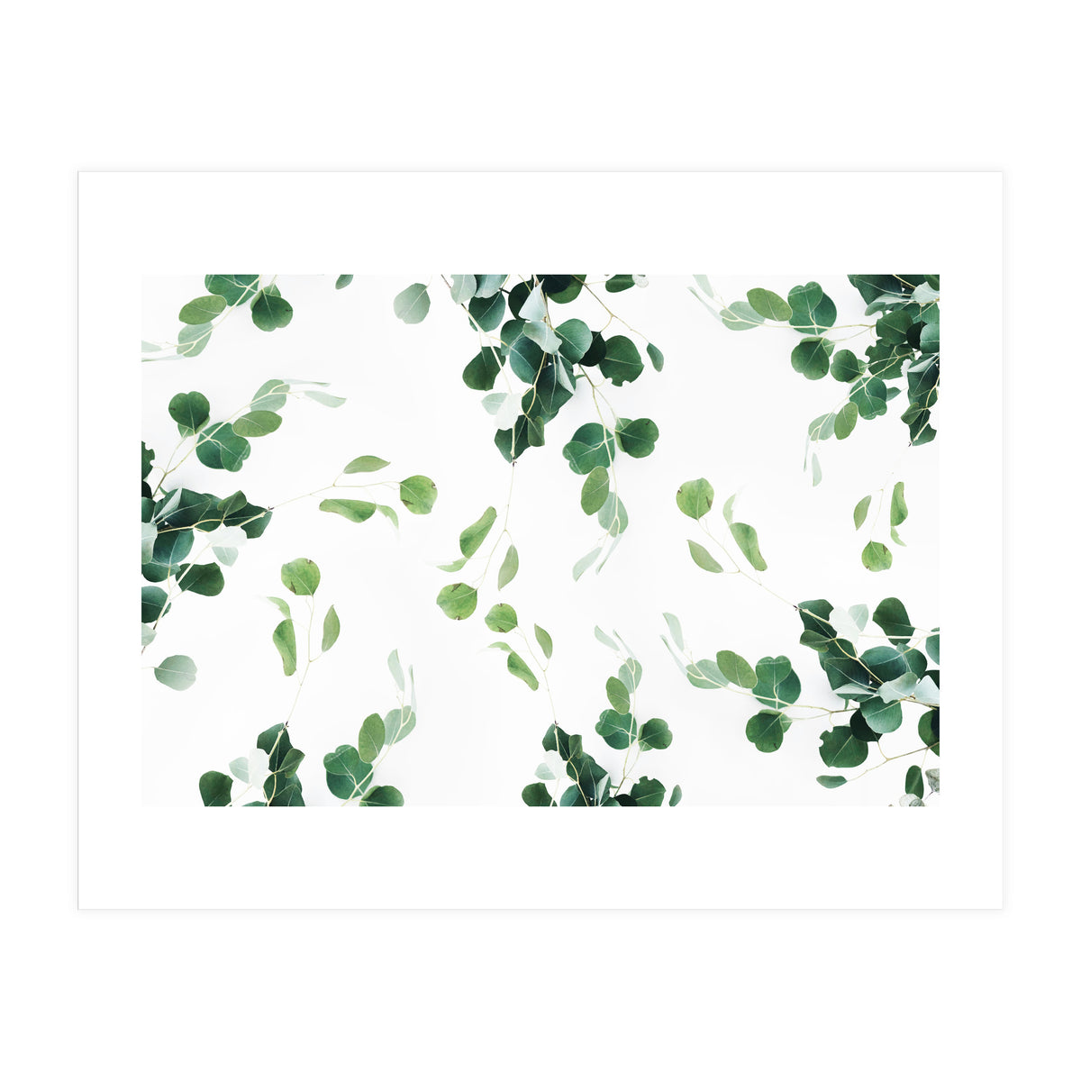Botanical Celebration  (Print Only)