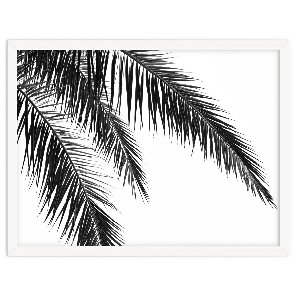 Palm Leaves