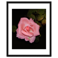 Pink Rose Floral