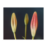 Triplets (Print Only) thumbnail