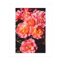 Rose  (Print Only)