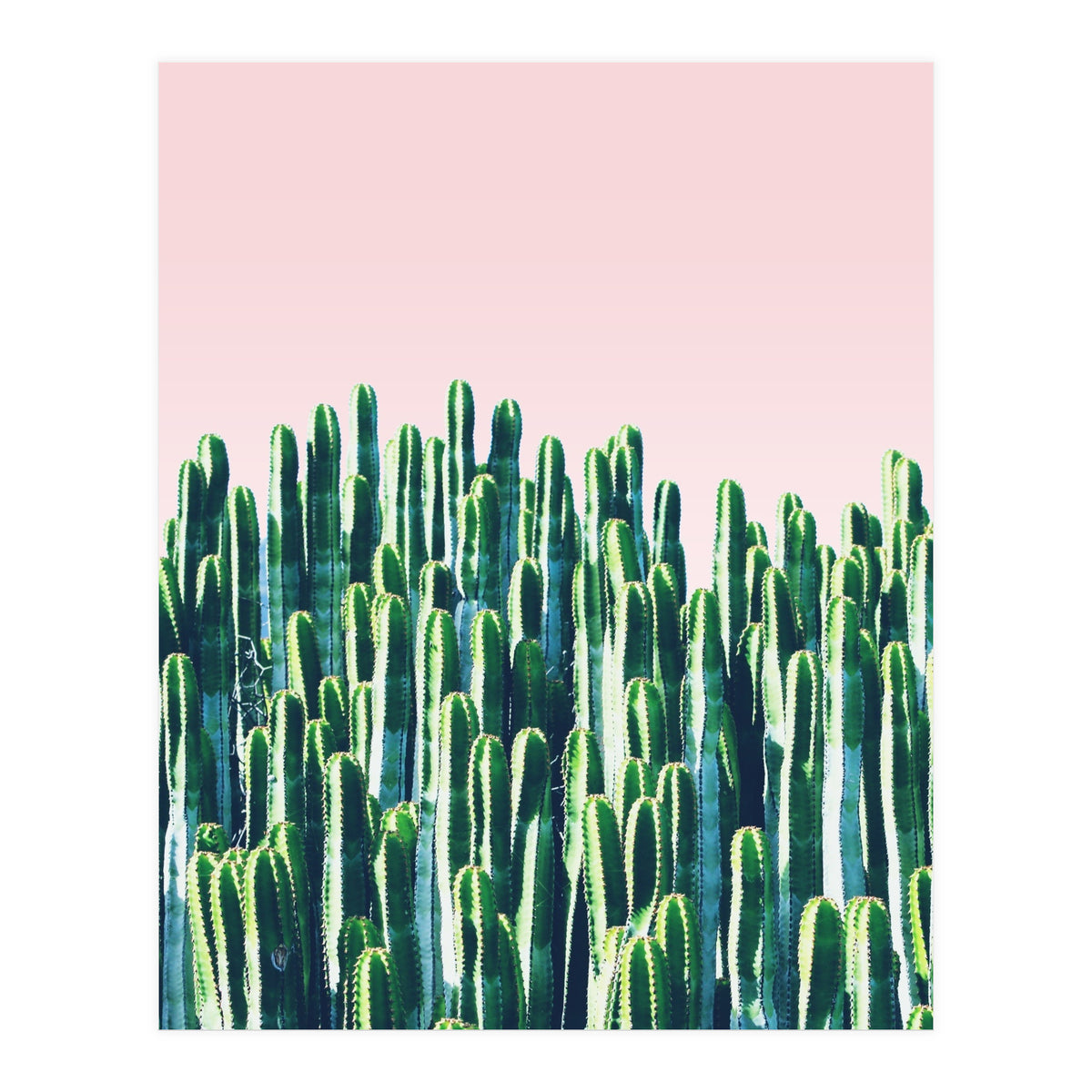 Cactus & Sunset II (Print Only)