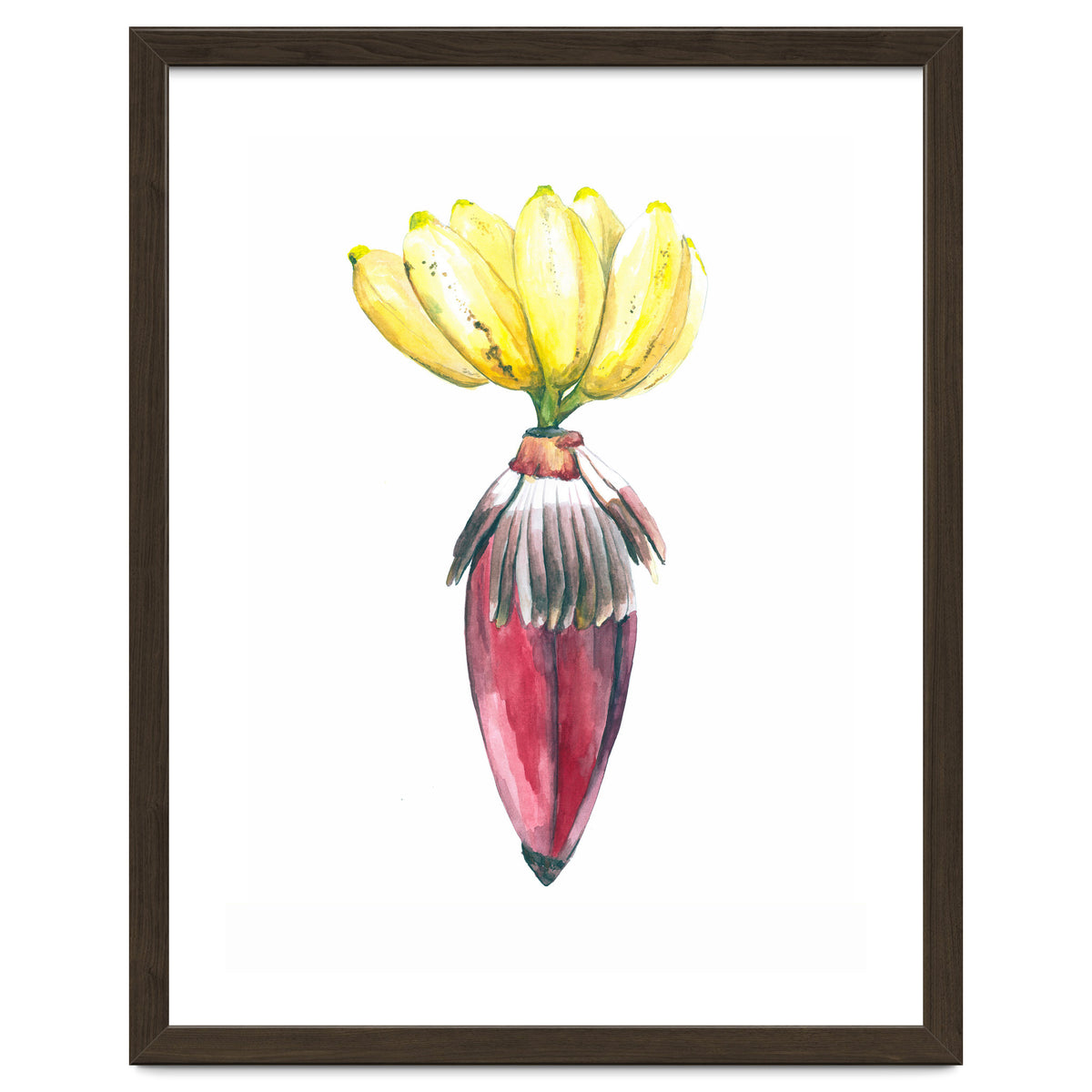 Botanical Illustration Banana