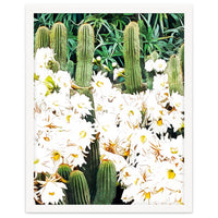 Cactus & Bloom