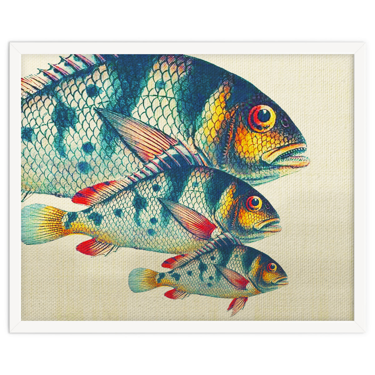 Fish Classic Designs 3