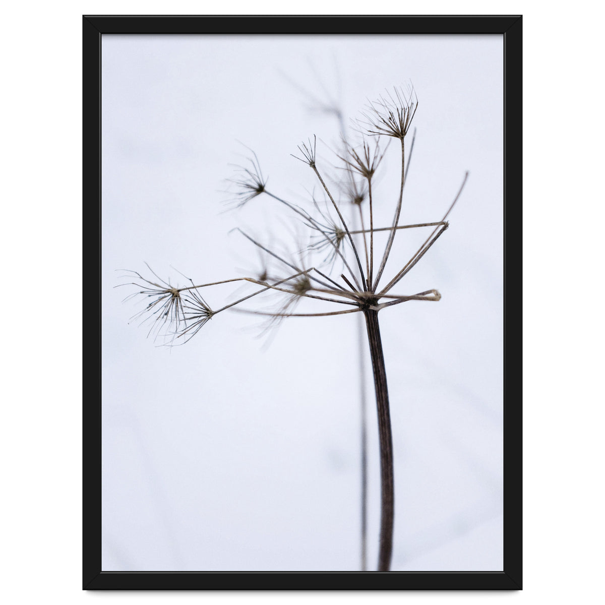 Wildflower in Winter