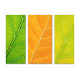 Autumn Leaves (Print Only) thumbnail