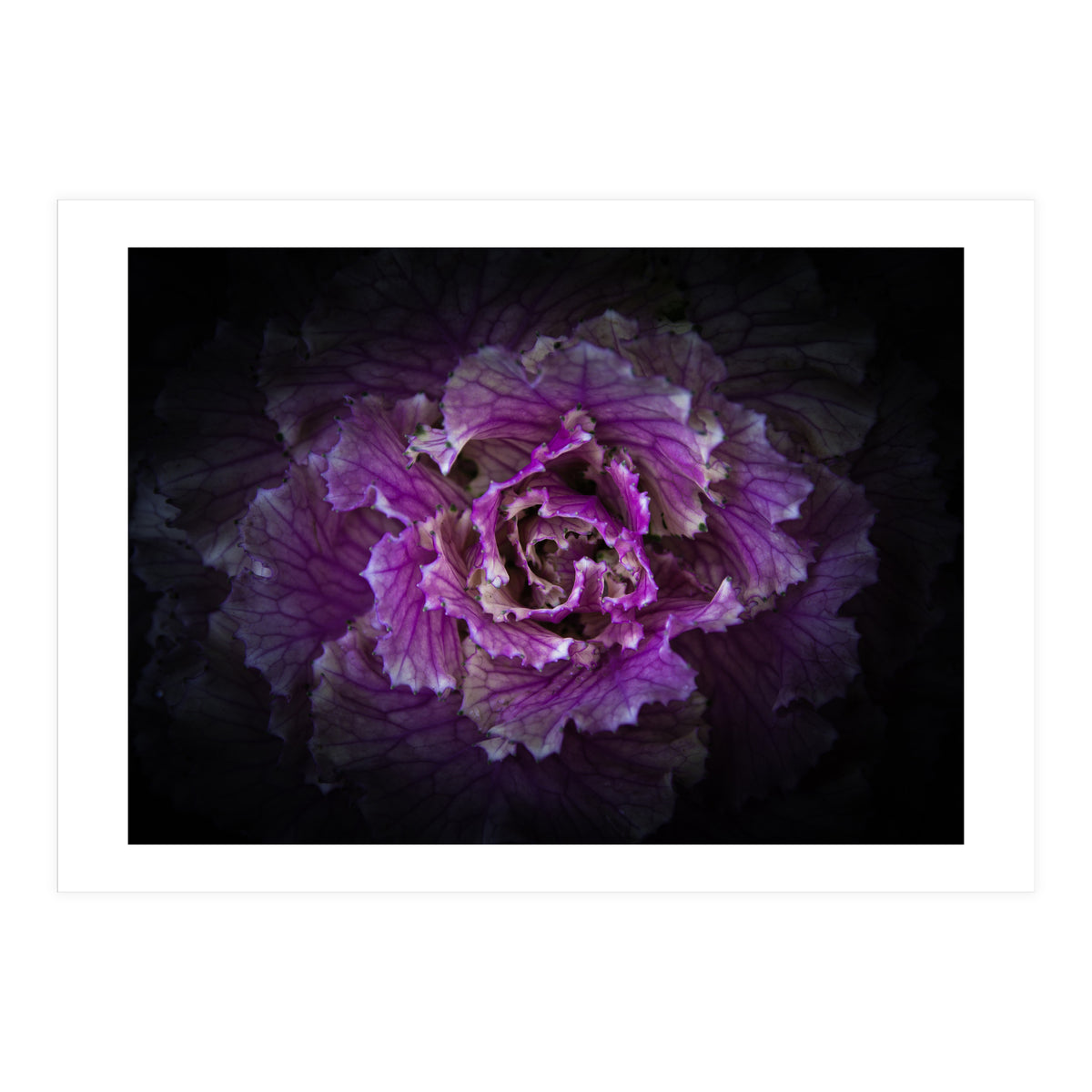 Backyard Flowers No 42 Color Version (Print Only)