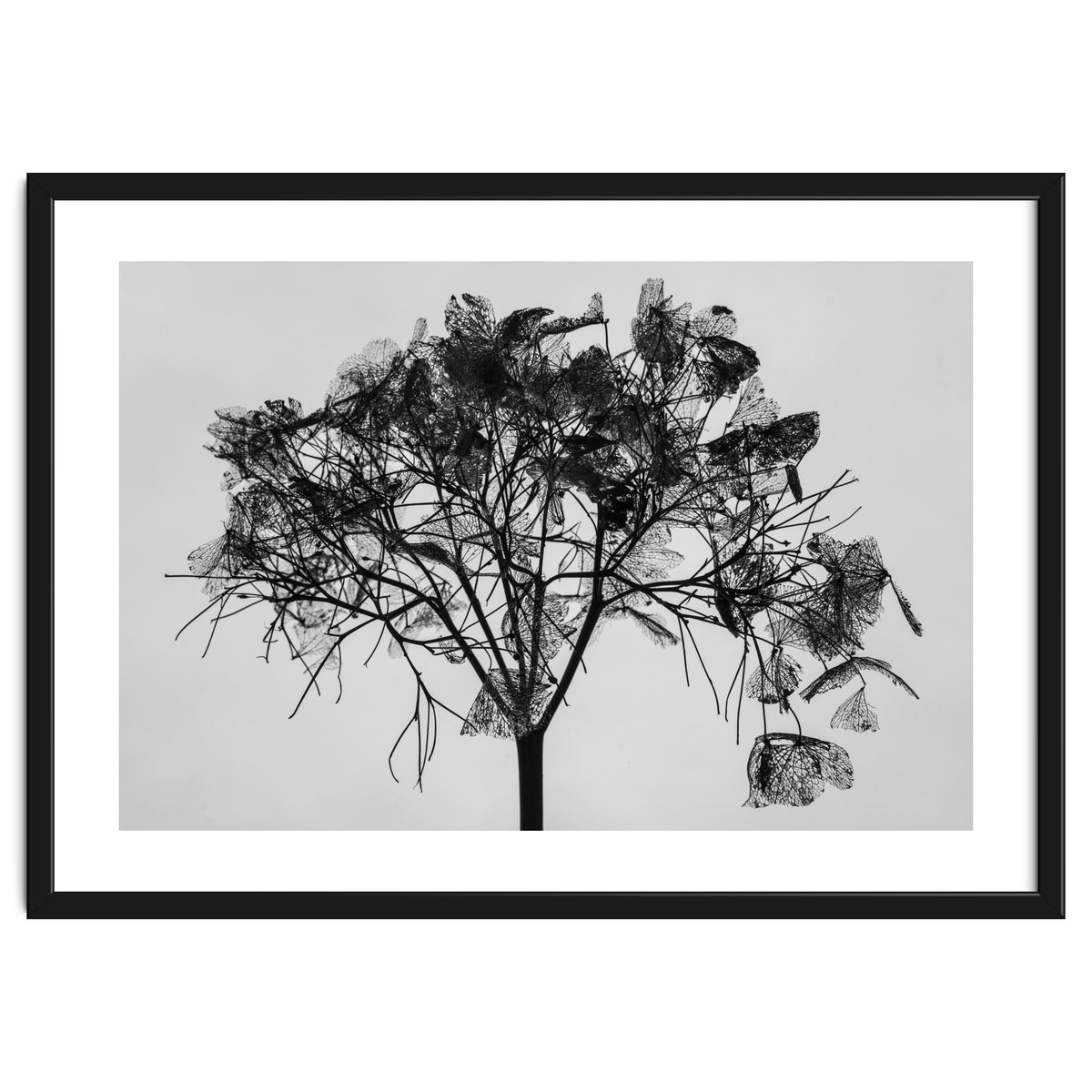 Hydrangea flower head