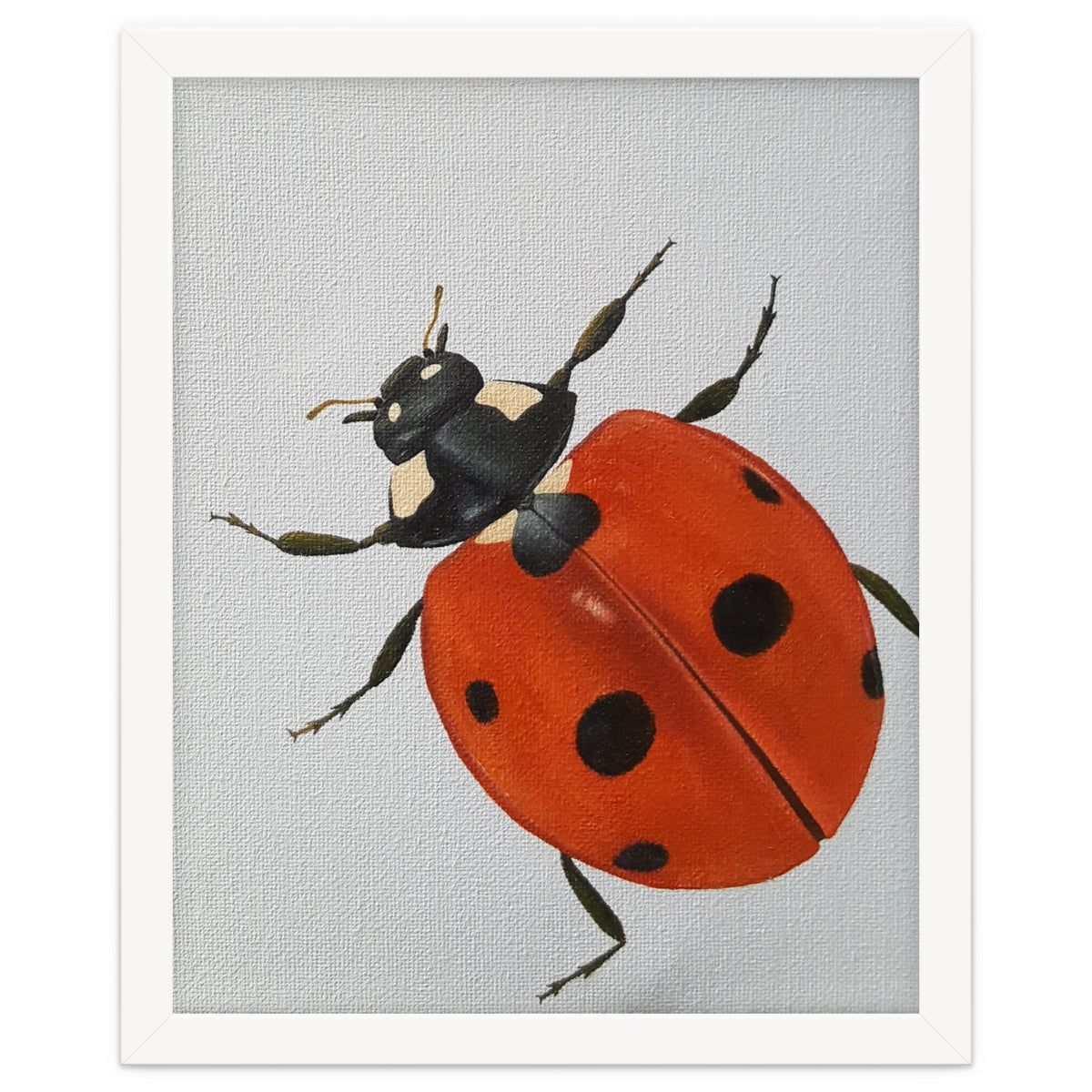 Ladybird
