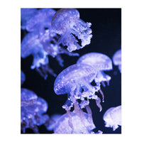 Jellyfish (Print Only)