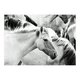 Horses (Print Only) thumbnail
