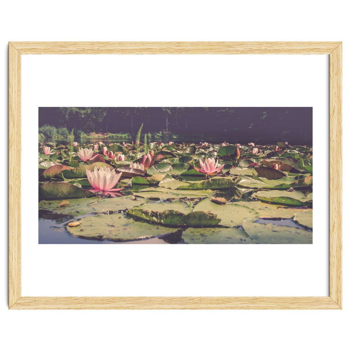 Waterlilies