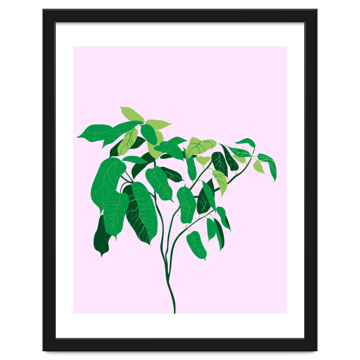 Ficus on Pink Background