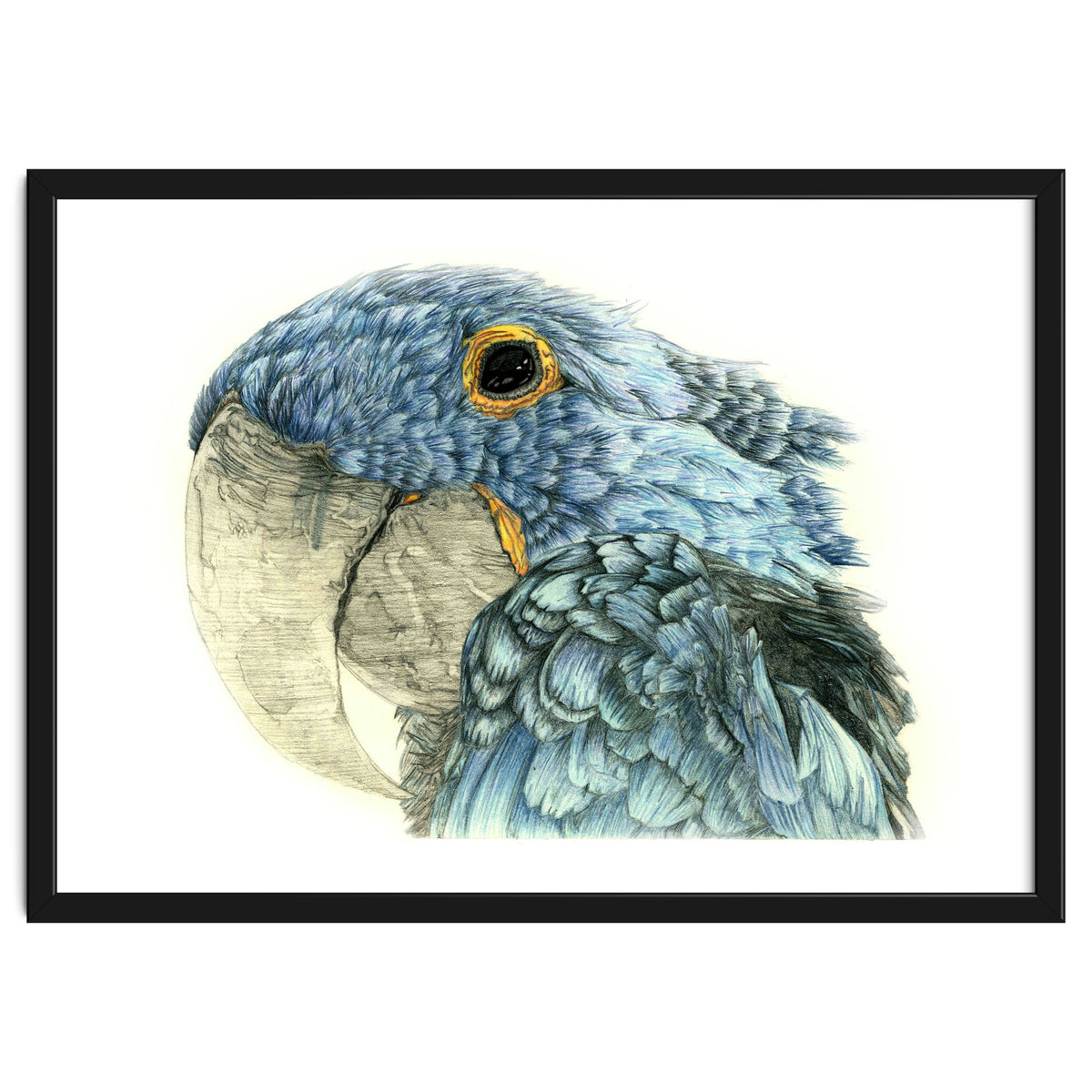 Blue Parrot