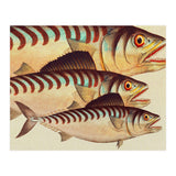 Fish Classic Designs 8 (Print Only) thumbnail