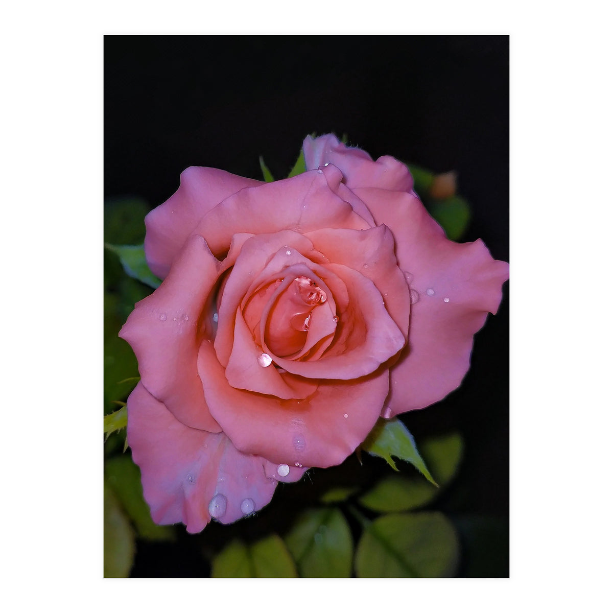 Pink Dew Rose (Print Only)