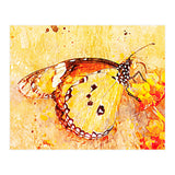 Butterfly On Aclepias (Print Only) thumbnail