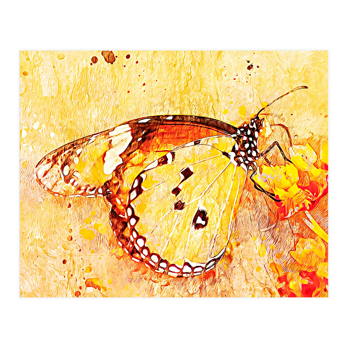 Butterfly On Aclepias (Print Only)