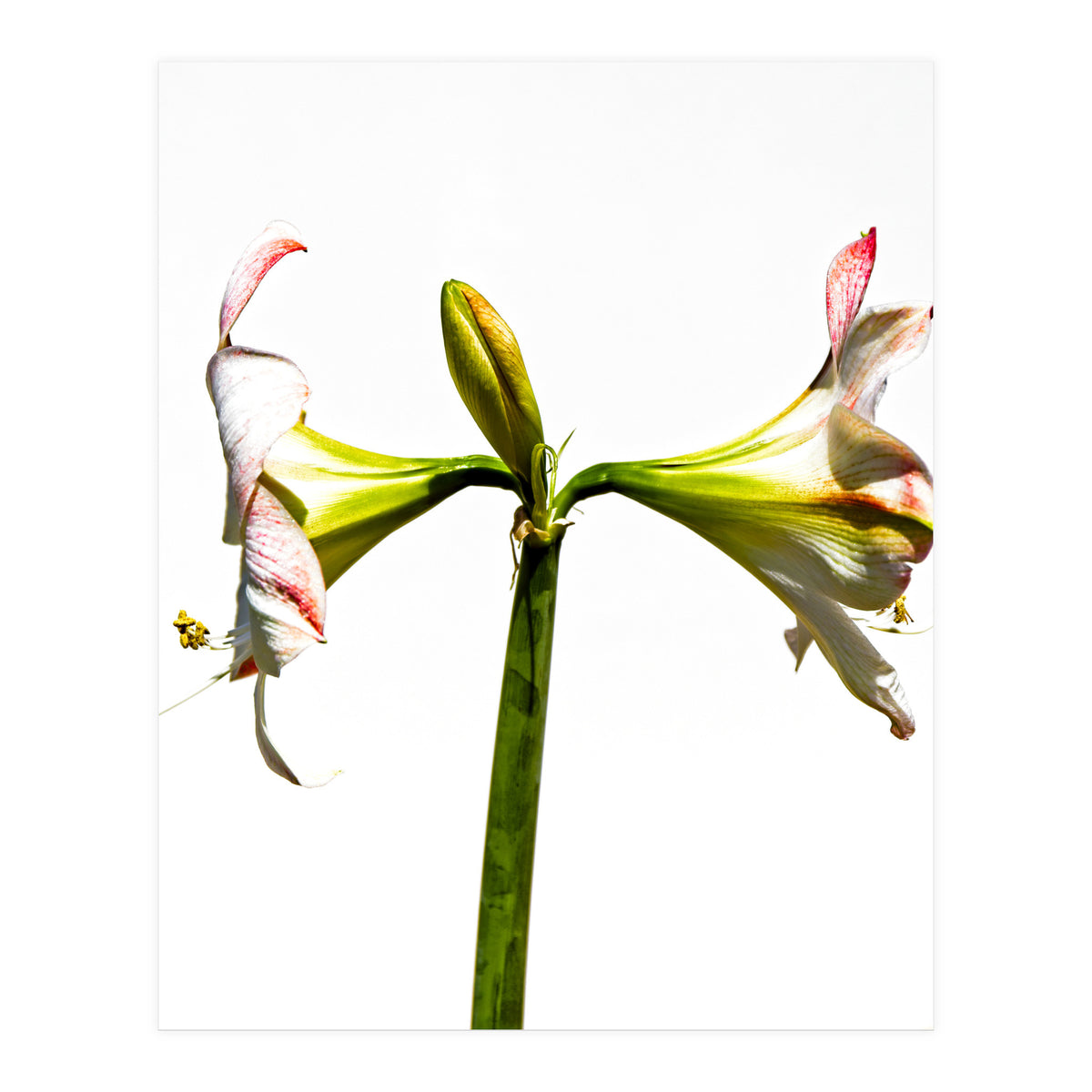 Amaryllis 3 (Print Only)