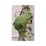 Dazzling Indian Parrot (Print Only) thumbnail