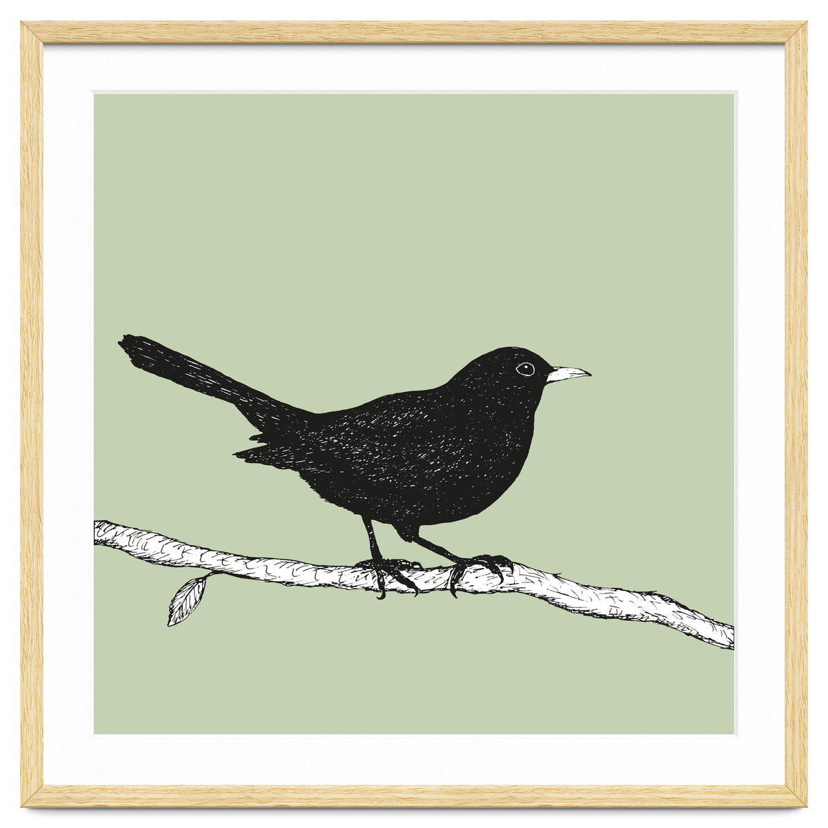 Blackbird pen drawing