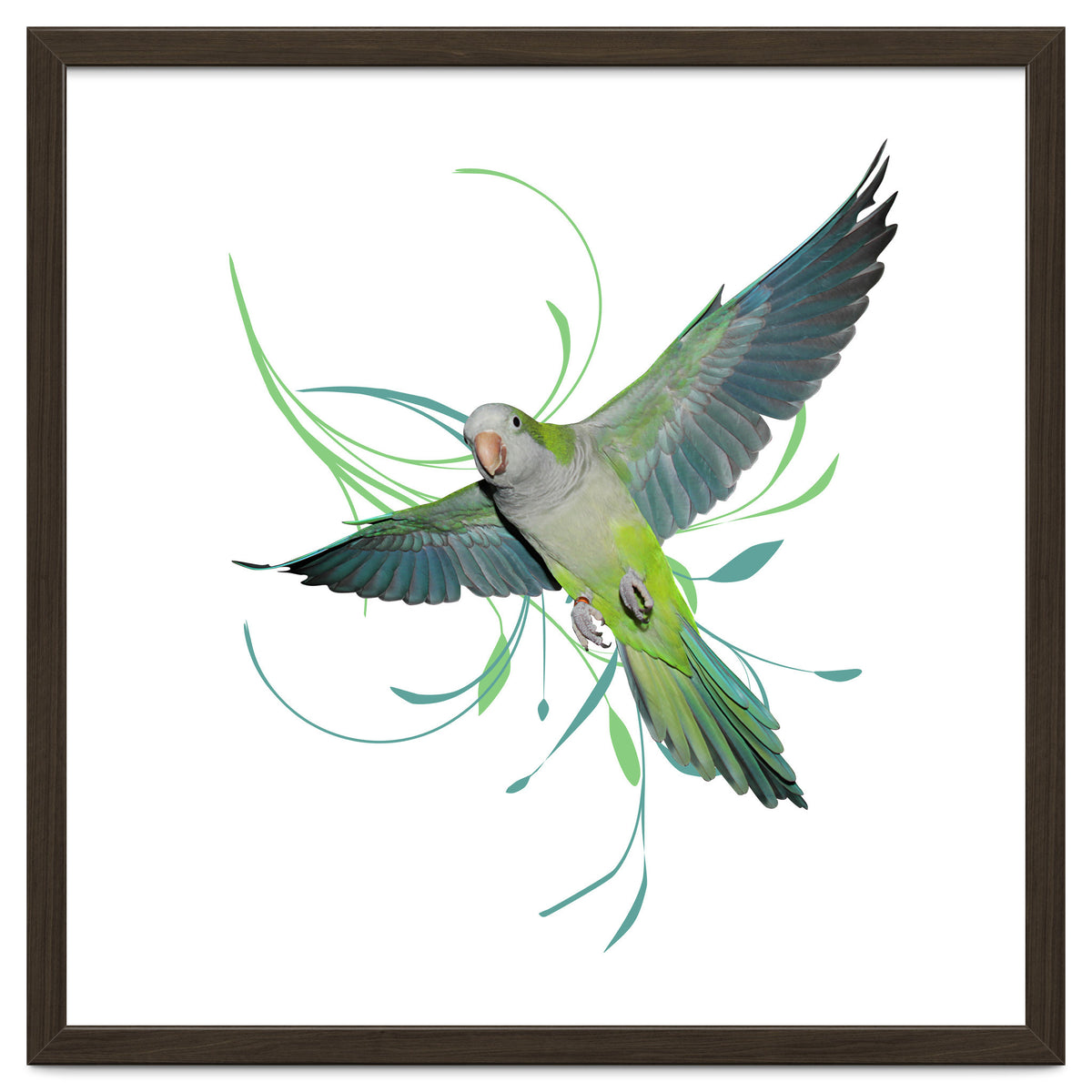 Flying quaker parrot