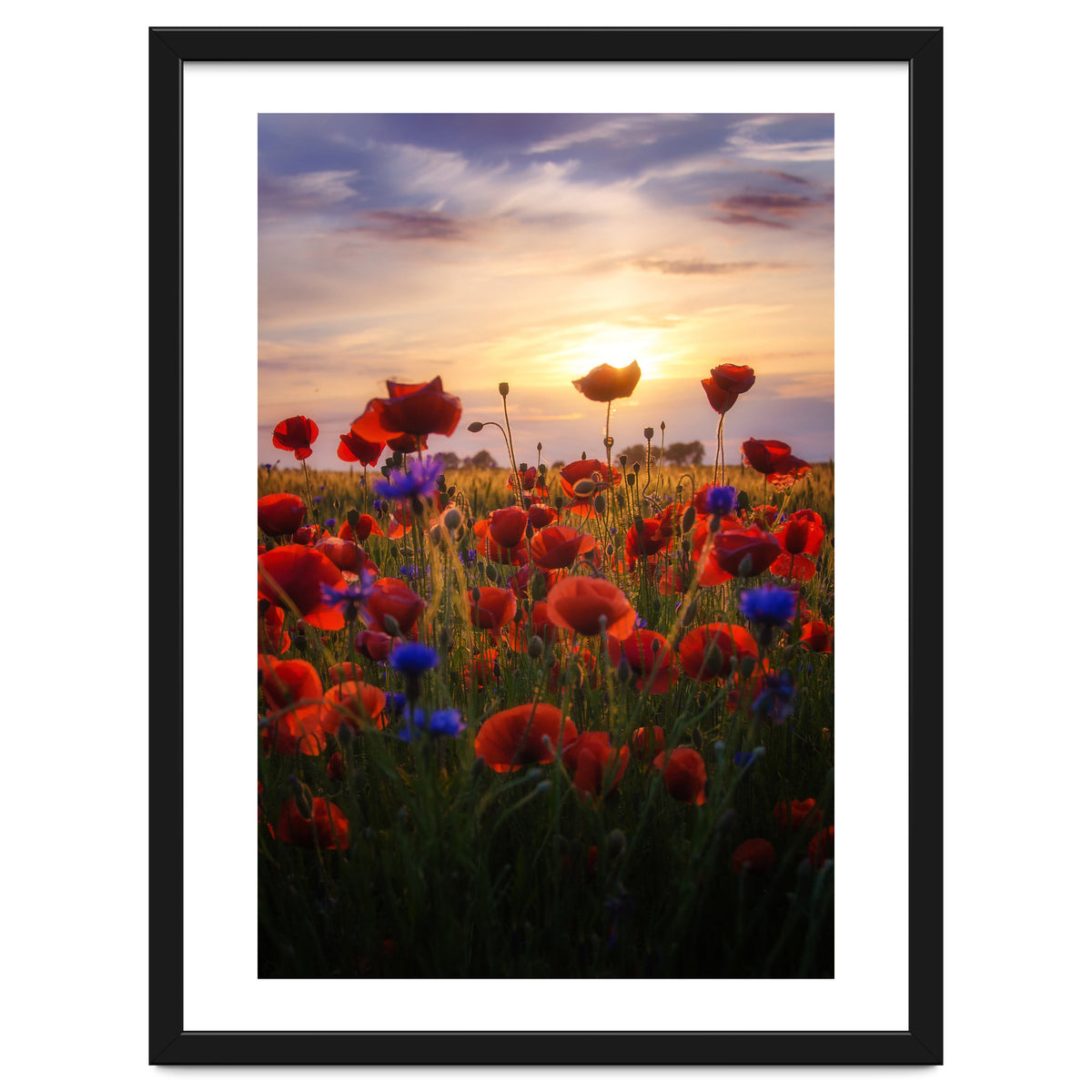 Poppiesfield at Sunrise