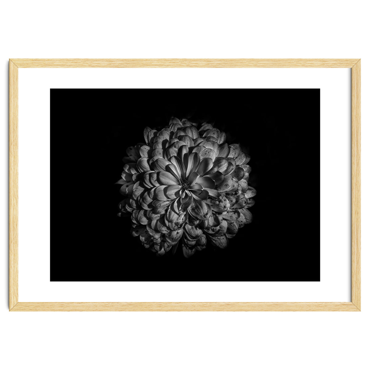 Backyard Flowers In Black And White 48