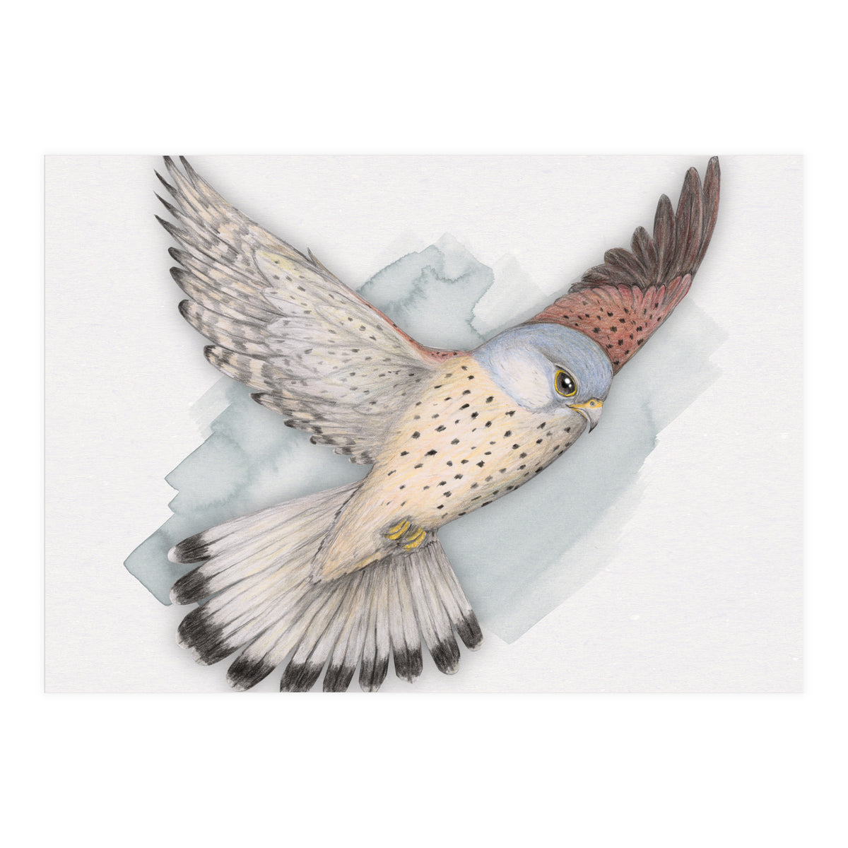 Flying Kestrel (Print Only)