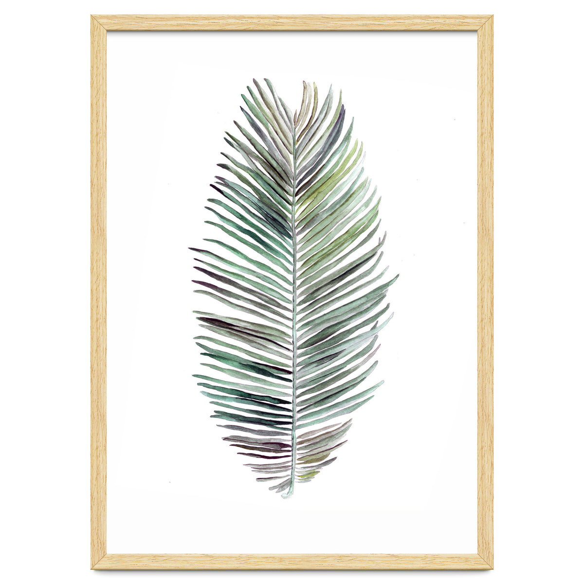 Botanical Illustration Cocos Palm