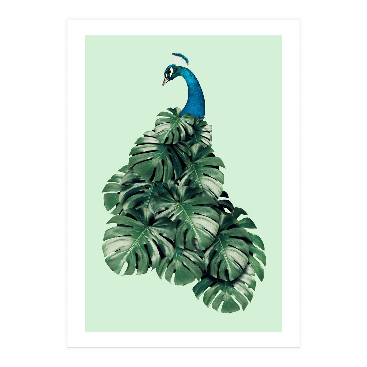 Monstera Bird (Print Only)