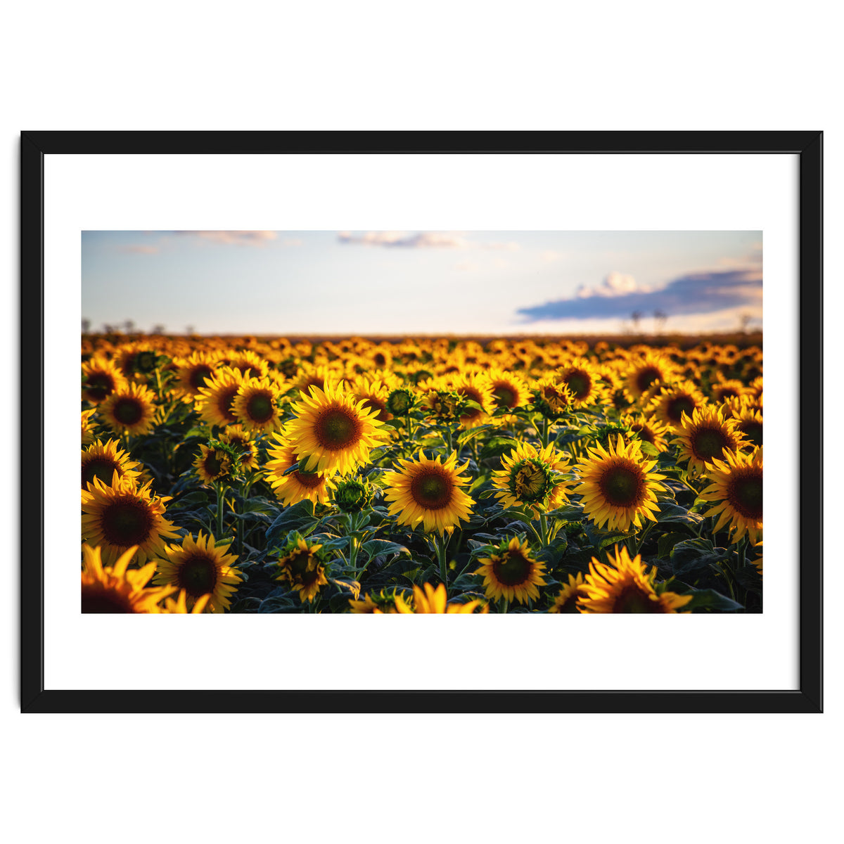Summer Sunflowers