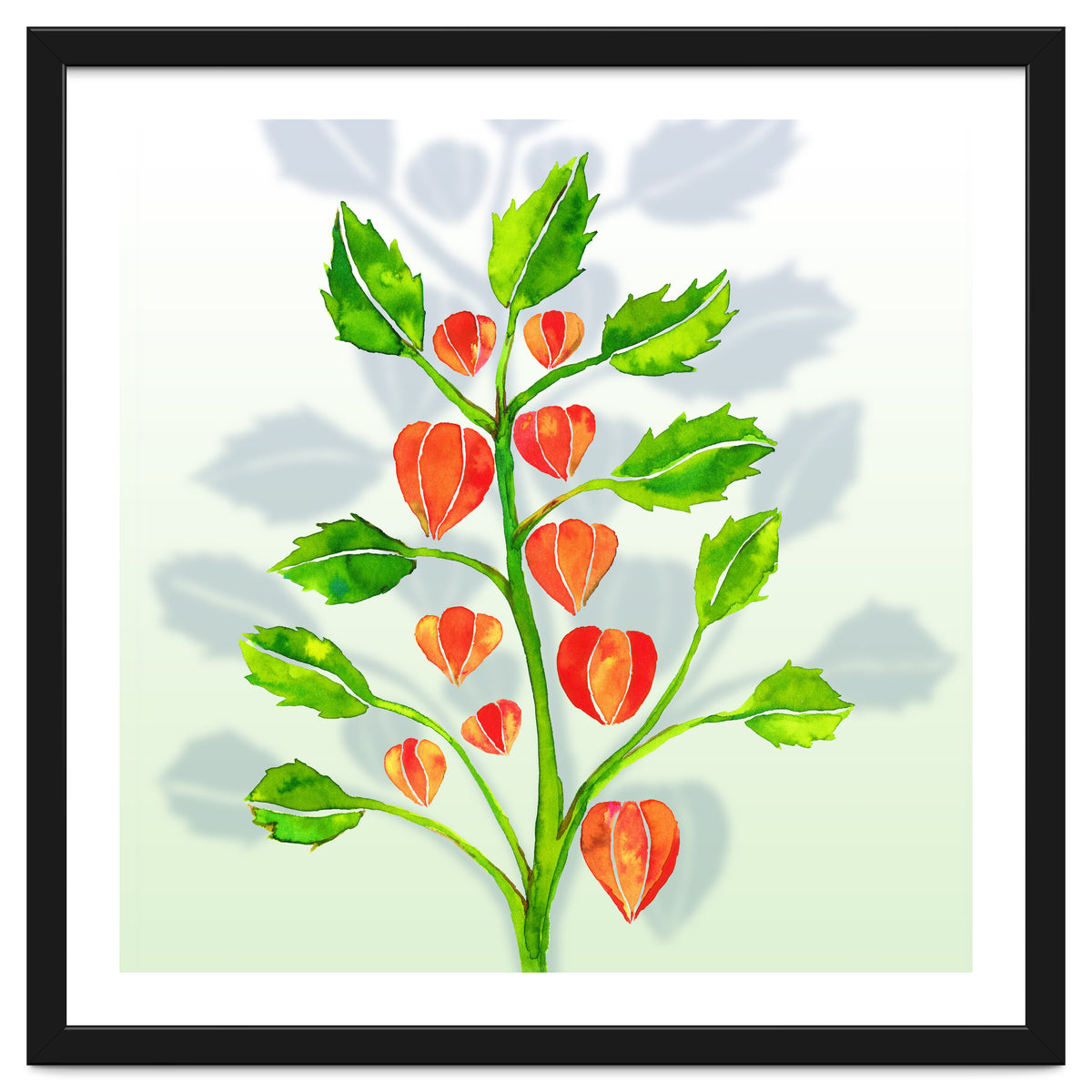 Physalis