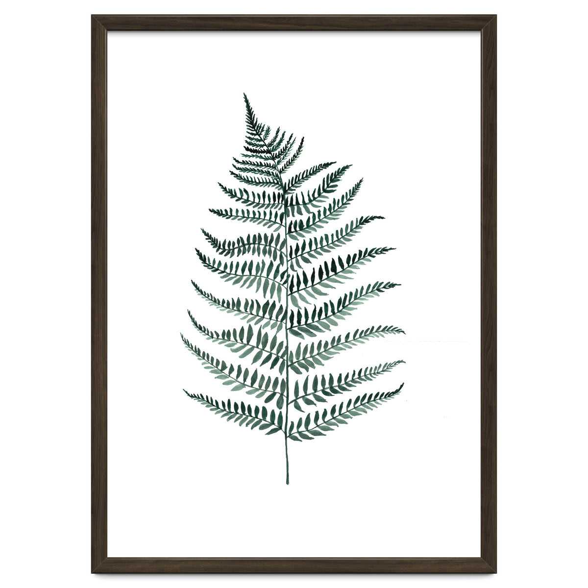 Botanical Illustration Silverfern