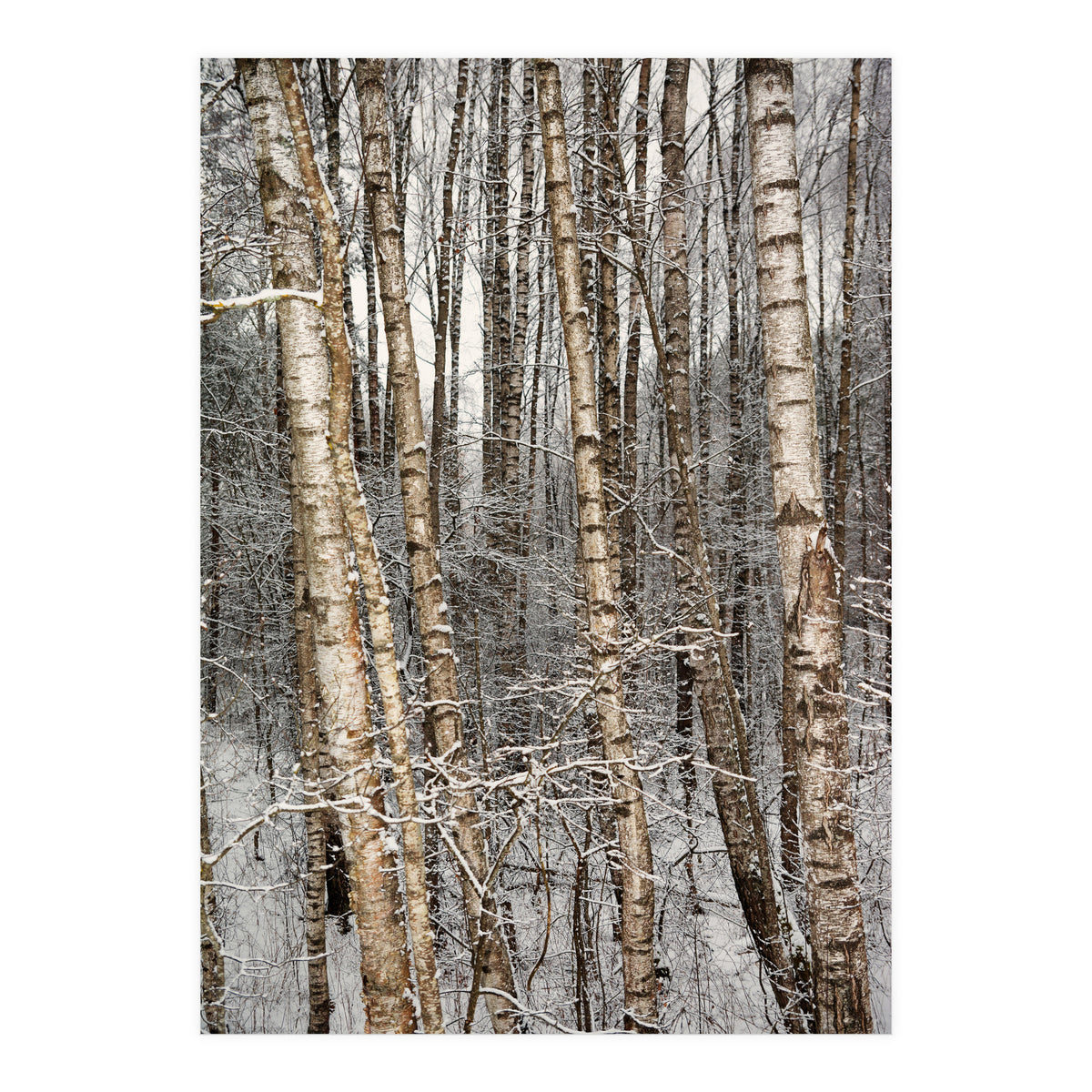 Birches (Print Only)