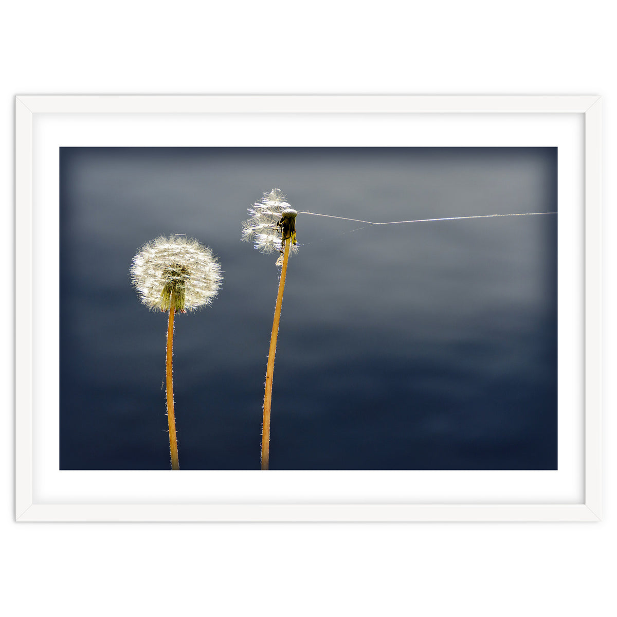 Common dandelions