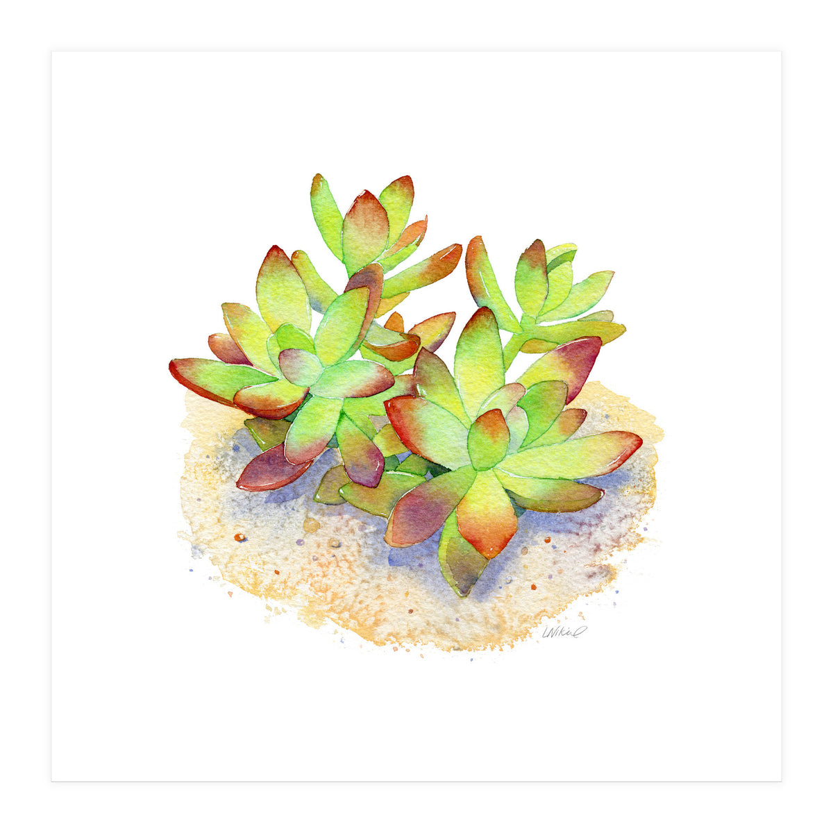 California Sunset Succulent (Print Only)