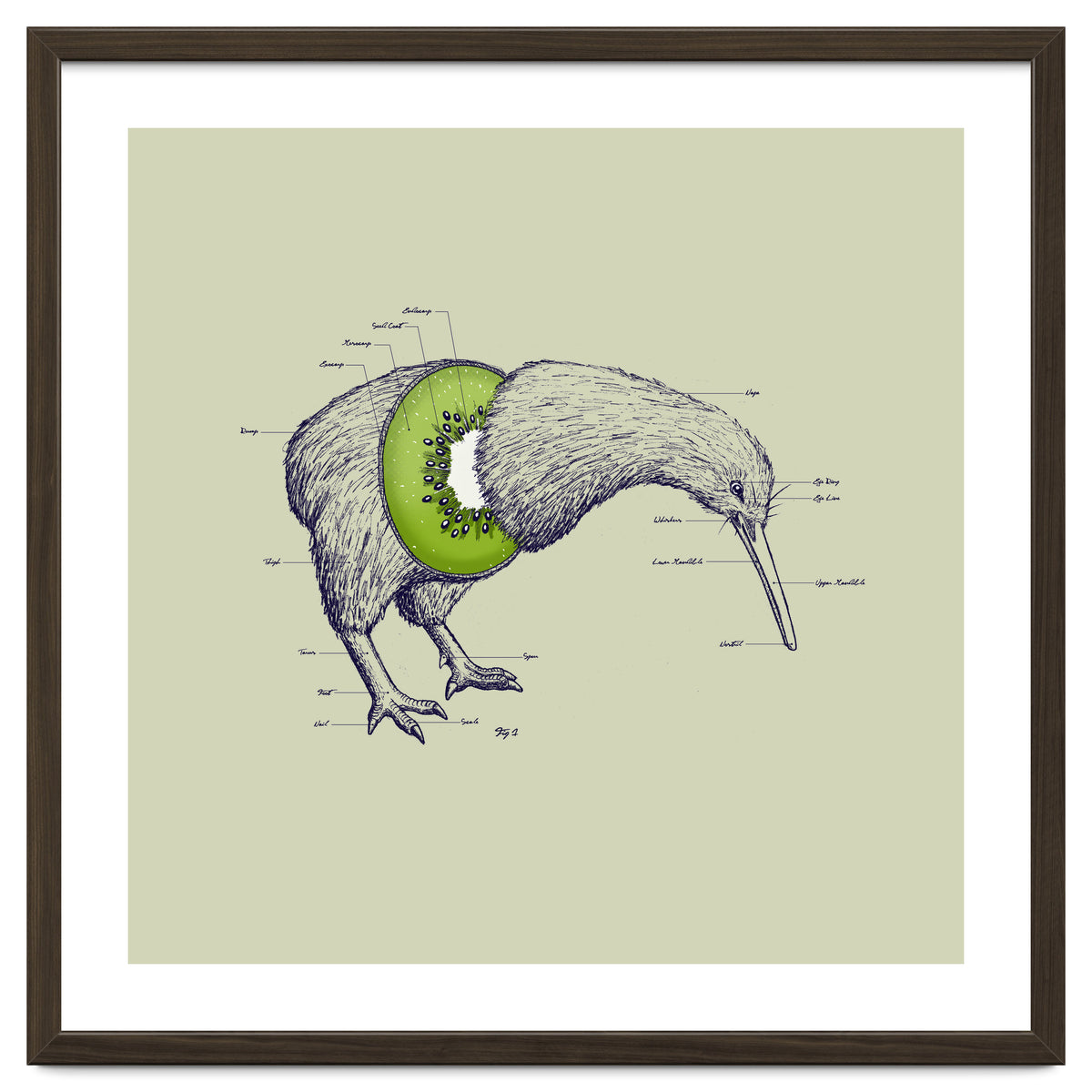 Kiwi Anatomy