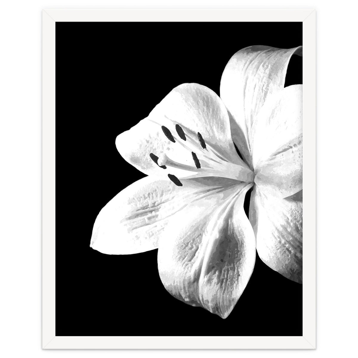 White Lily Black Background