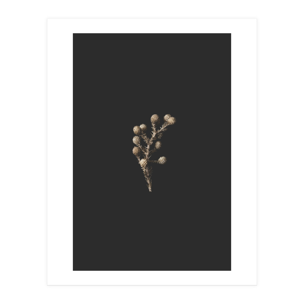 Gold Drops Botanicals (Print Only)