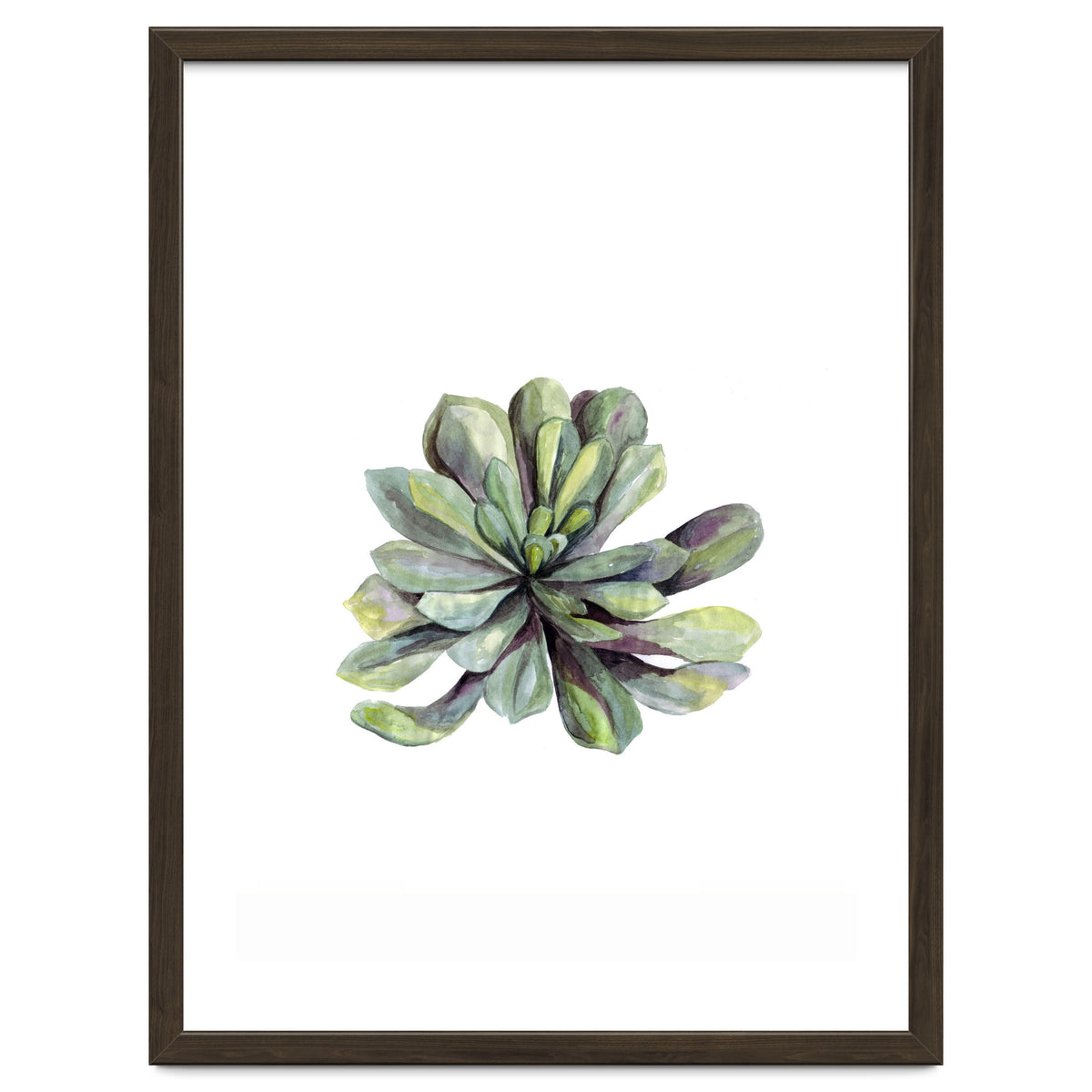 Botanical Illustration Succulent