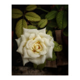 Beautiful Garden White Rose (Print Only) thumbnail