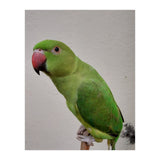 Beautiful Indian Parakeet (Print Only) thumbnail