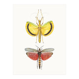 Cc Insects 08 (Print Only) thumbnail