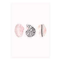 Seashells (Print Only)