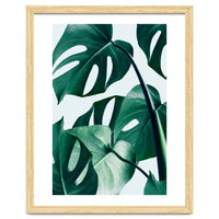 Monstera