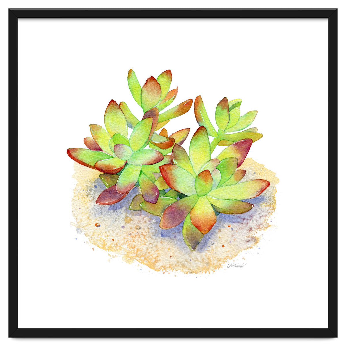 California Sunset Succulent